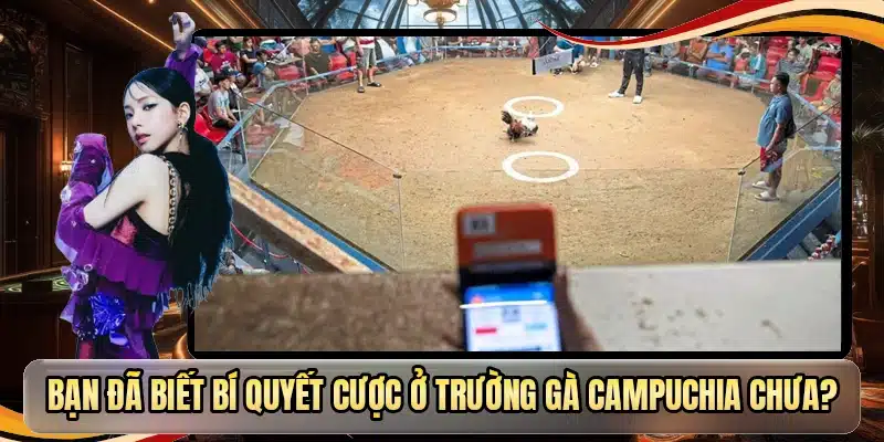 Bạn đã biết bí quyết cược ở trường gà Campuchia chưa?