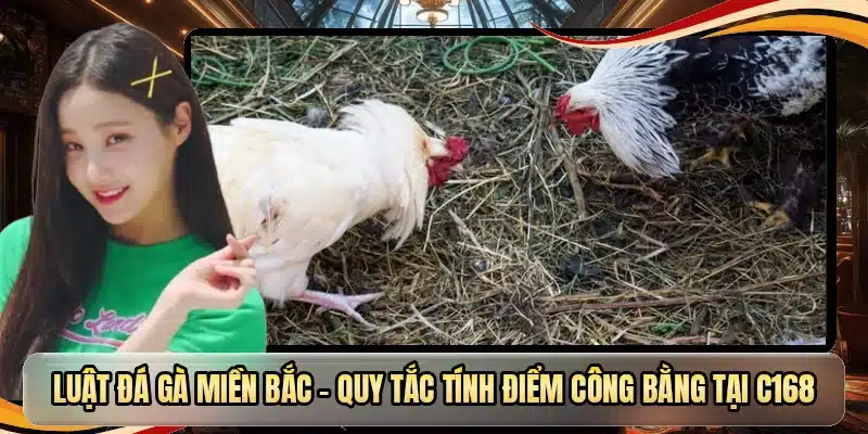 Luật đá gà miền Bắc