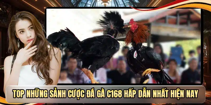 Top những sảnh cược đá gà C168 hấp dẫn nhất hiện nay