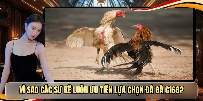 Vì sao các sư kê luôn ưu tiên lựa chọn đá gà C168?